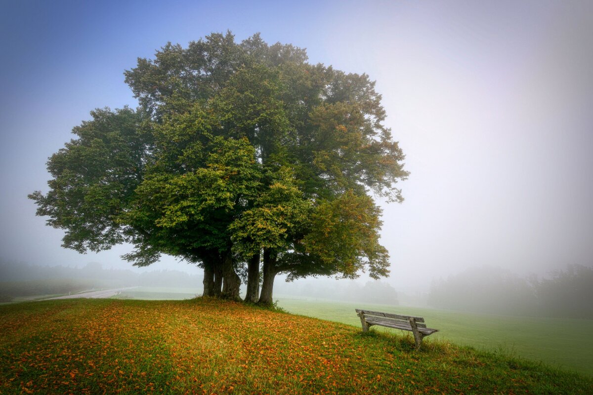 A stand of trees in morning mist beside an empty bench on an autumn hillside